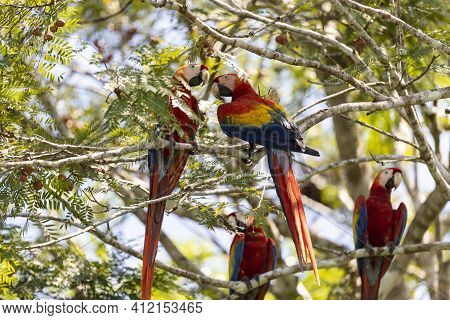Four Red Parrots On A Tree During A Rest On A Tropical Tree On Their Natural Habitat, Osa, Ara Penin
