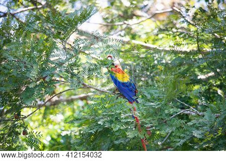 Isolated Multicolour Parrot With Yellow, Orange, And Blue Plumage Resting On A Tree In Its Habitat, 