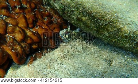 Tompot Blenny (parablennius Gattorugine) Undersea, Aegean Sea, Greece, Halkidiki
