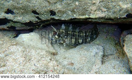 Tompot Blenny (parablennius Gattorugine) Undersea, Aegean Sea, Greece, Halkidiki