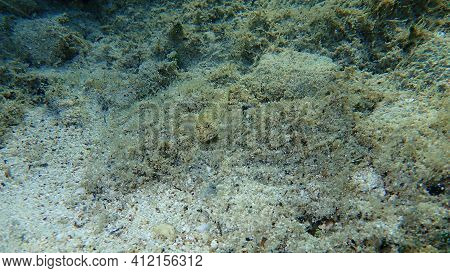 Slender Goby (gobius Geniporus) Undersea, Aegean Sea, Greece, Halkidiki
