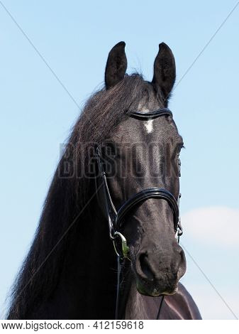 A Head Shot Of A Beautiful Friesian Horse In A Snaffle Bridle.