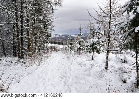 Overnight snow transforms the wooded hillside at East Lomond, Falkland, Fife into a winter wonderland looking to the Perthshire hills