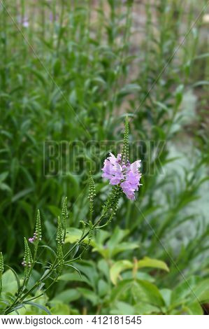 Obedient Plant Vivid - Latin Name - Physostegia Virginiana Vivid