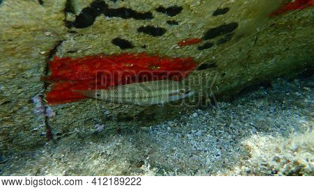 East Atlantic Peacock Wrasse (symphodus Tinca) Undersea, Aegean Sea, Greece, Halkidiki