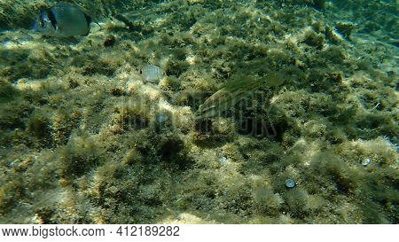 East Atlantic Peacock Wrasse (symphodus Tinca) Undersea, Aegean Sea, Greece, Halkidiki
