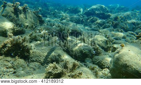 East Atlantic Peacock Wrasse (symphodus Tinca) Undersea, Aegean Sea, Greece, Halkidiki