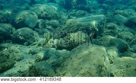 East Atlantic Peacock Wrasse (symphodus Tinca) Undersea, Aegean Sea, Greece, Halkidiki