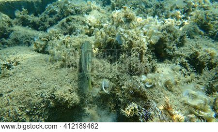 East Atlantic Peacock Wrasse (symphodus Tinca) Undersea, Aegean Sea, Greece, Halkidiki
