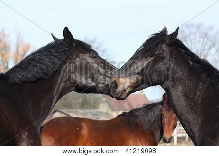 Dois cavalos pretos jogando