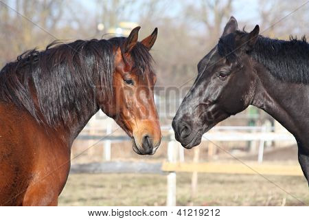 Marrom e preto cavalos jogando