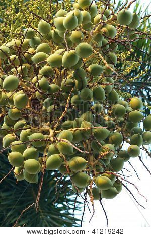 Betel palm