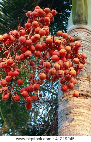 Betel palm
