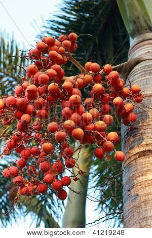 Betel palm
