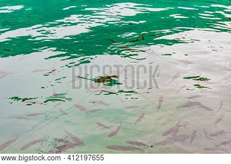 Plitvice Lakes National Park Fish Underwater In Clear Water Croatia.