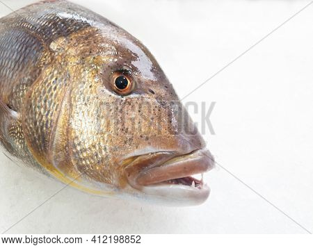 A Big Dentex In A Fish Market On Ice,close Up Details. Common Dentex (dentex Dentex).