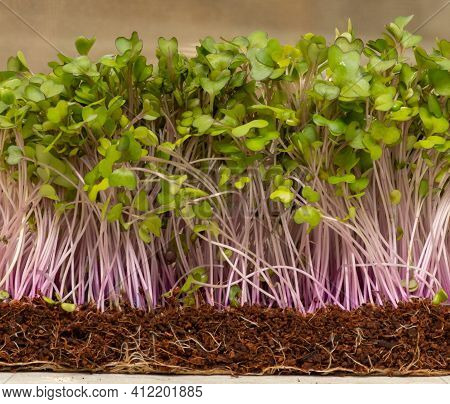 Organic Micrograms Of Mustard Sprouts Close Up. Germination Of Seeds At Home. Vegan And Healthy Eati