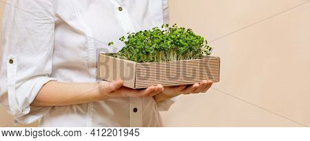 Hands Of A Young Female Farmer Holding An Eco Box Made Of Organic Micrograms Of Mustard Sprouts. Gro