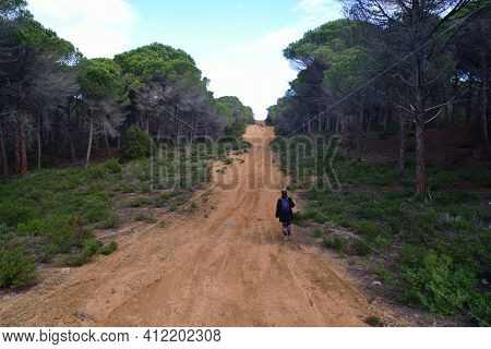 View Of Pinewood Of Baratz Lake, Sassari