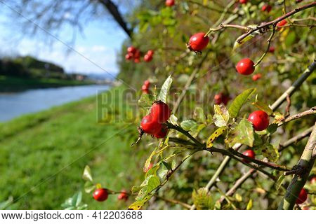 Autumn Walk And Picking Darts For Tea