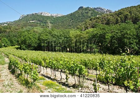 Vingård i Alpilles