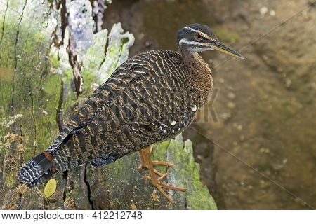 A Sunbittern, Eurypyga Helias, Relaxing On Log