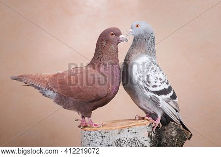 Pigeon And Dove Are Explained In Love, On A Birch Stump, Indoors, On A Beige Background In A Photo S