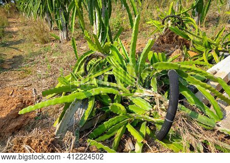 Dragon Fruit Garden Is Anthracnose During The Rainy Season In Thailand.