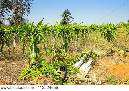 Dragon Fruit Garden Is Anthracnose During The Rainy Season In Thailand.