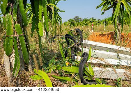 Dragon Fruit Garden Is Anthracnose During The Rainy Season In Thailand.