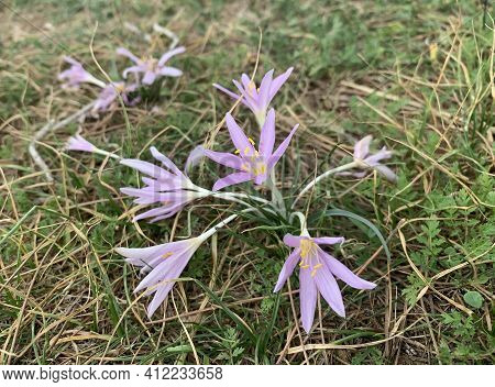 Colchicum Blossoms With Delicate Pink Flowers In The Forest (lat .-- Colchicum)