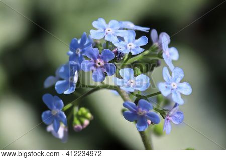 Delicate Blue And Purple Flowers On A Forget-me-not