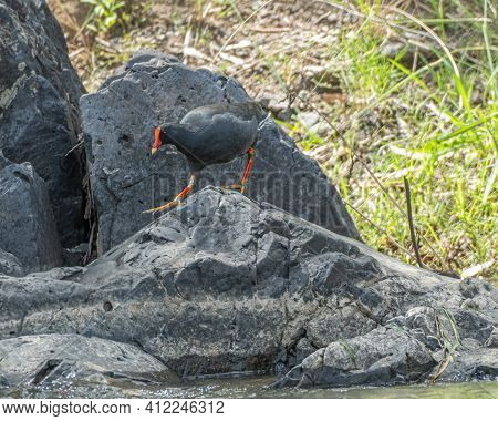 Dusky Moor Hen Gallinula Tenebrosa Rallidae Bingara Nsw