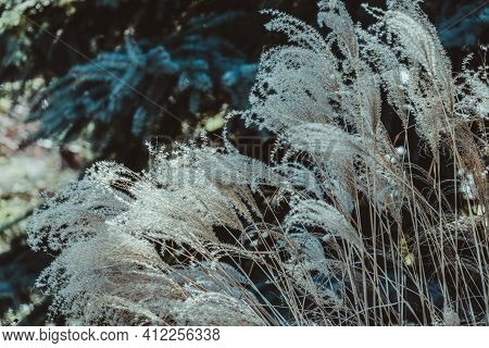 Dry Panicles Of Miscanthus Sway In The Wind In Early Spring