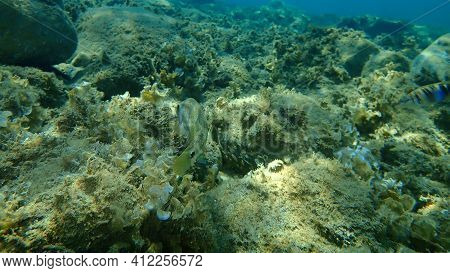 East Atlantic Peacock Wrasse (symphodus Tinca) Undersea, Aegean Sea, Greece, Halkidiki