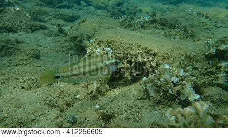 East Atlantic Peacock Wrasse (symphodus Tinca) Undersea, Aegean Sea, Greece, Halkidiki