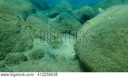 East Atlantic Peacock Wrasse (symphodus Tinca) Undersea, Aegean Sea, Greece, Halkidiki