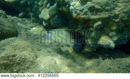 East Atlantic Peacock Wrasse (symphodus Tinca) Undersea, Aegean Sea, Greece, Halkidiki