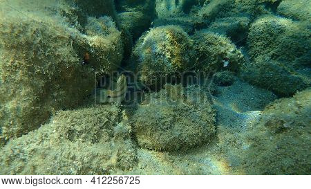 East Atlantic Peacock Wrasse (symphodus Tinca) Undersea, Aegean Sea, Greece, Halkidiki