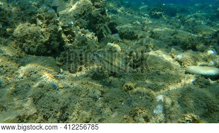 East Atlantic Peacock Wrasse (symphodus Tinca) Undersea, Aegean Sea, Greece, Halkidiki