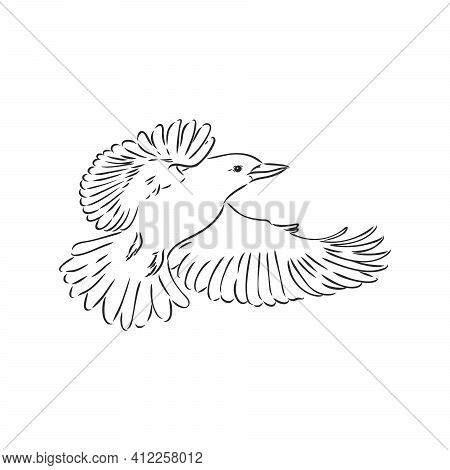 Black Outlined Kookaburra Bird-vector Drawing, Kookaburra Vector Sketch Illustration On White Backgr