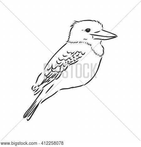 Black Outlined Kookaburra Bird-vector Drawing, Kookaburra Vector Sketch Illustration On White Backgr