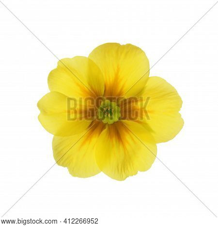 Beautiful Yellow Primula (primrose) Flower Isolated On White. Spring Blossom