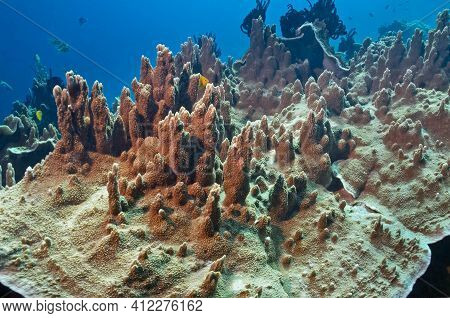 The Huge Olive-colored Millepora Platyphylla Coral Is Surrounded By Blue Water And Small Fish. They 
