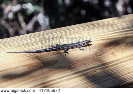 Skink Lizard Runs In The Swamp
