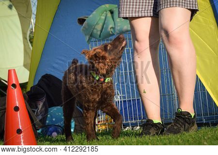 Puppy Of Mudi Is Teaching New Orders.  Amazing Evening, Hurdle Having Private Agility Training For A