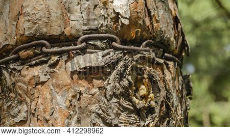 Strand Of Iron Chain Are Tied Around A Thick Tree And Absorbed Into The Bark. Ingrown Iron Chain In 