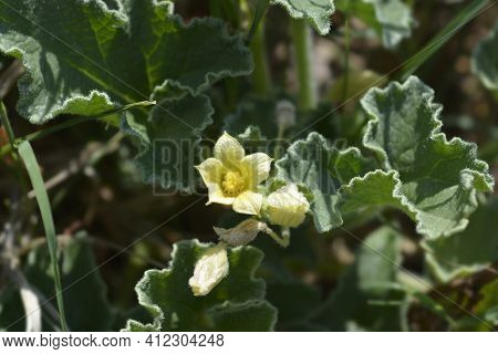 Squirting Cucumber - Latin Name - Ecballium Elaterium