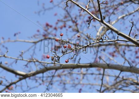 Common Hawthorn Branch With Fruit - Latin Name - Crataegus Monogyna