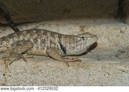 Closeup Of The  Desert Spiny Lizard, Sceloporus Magister